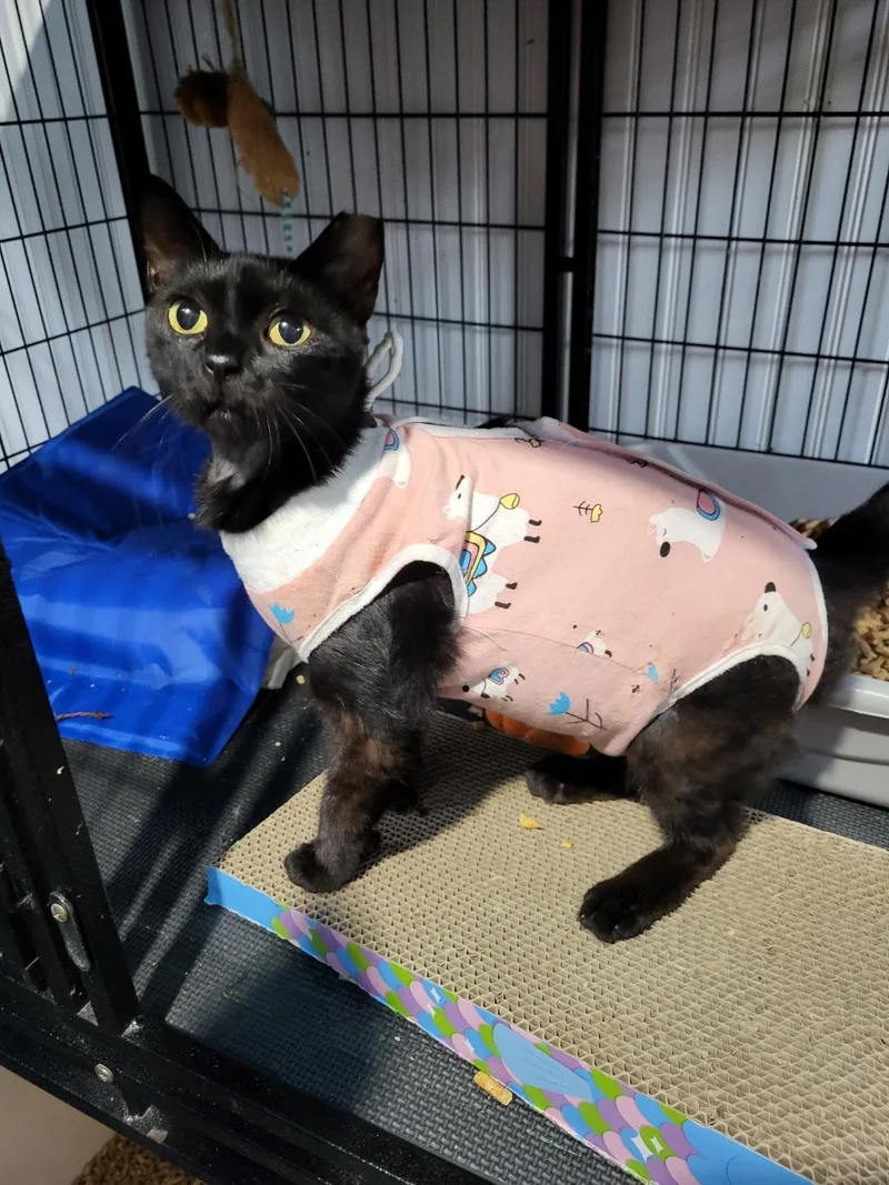 An adult medium-sized female Black Domestic Short Hair cat named Merry for adoption in Tampa, FL