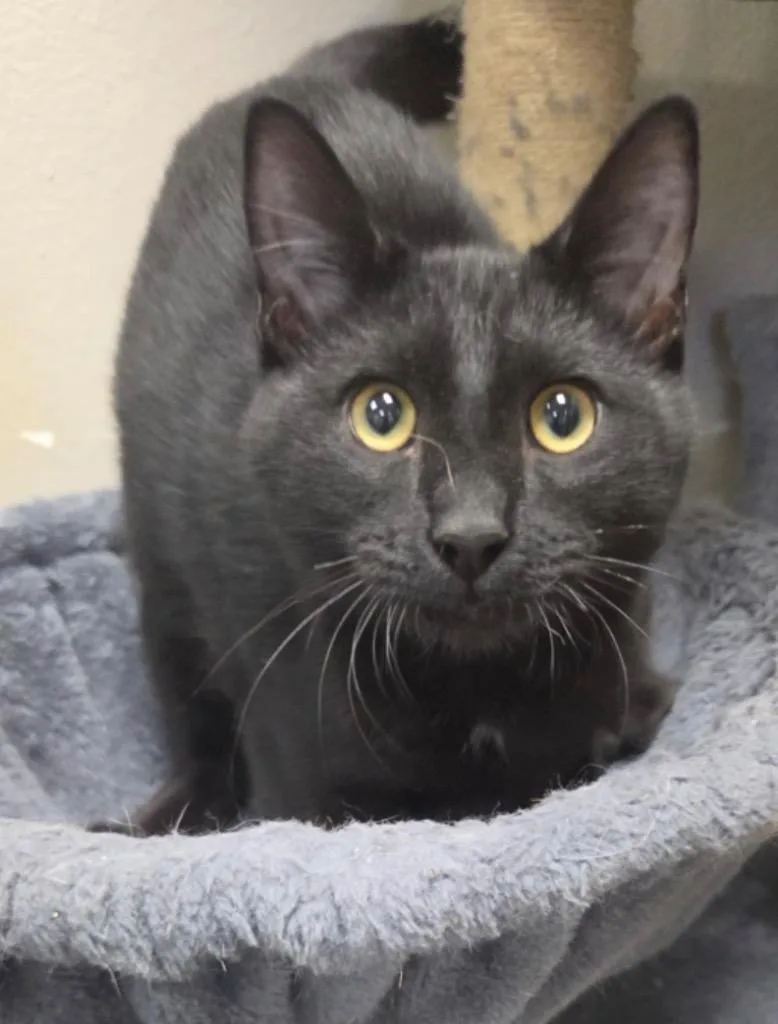 A baby medium-sized male Domestic Short Hair cat named Archie for adoption in Midland, TX