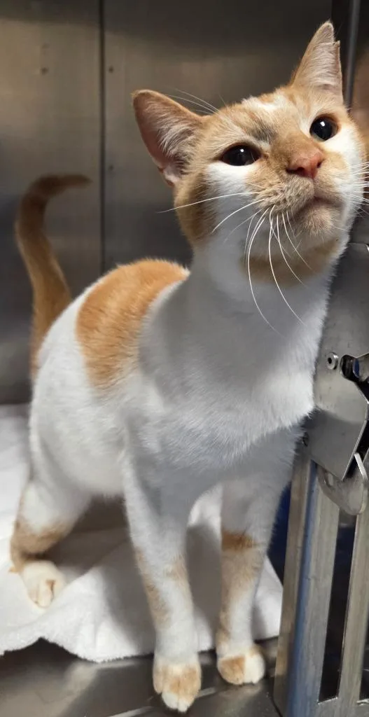 An adult small-sized male Domestic Short Hair cat named Ginger for adoption in Ocala, FL