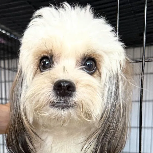 A young small-sized male White / Cream Yorkshire Terrier dog named Scooby for adoption in Ozone Park, NY