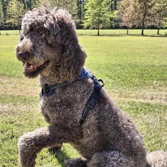 Courtesy Listing  Bentley