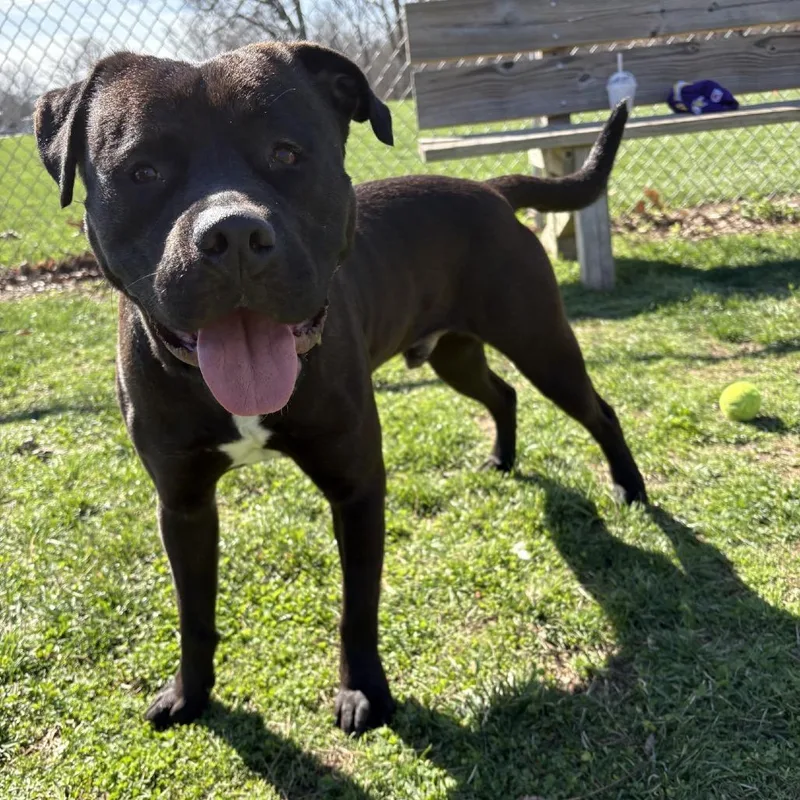 An adult medium-sized male Black Boxer dog named Boogie for adoption in Indianapolis, IN