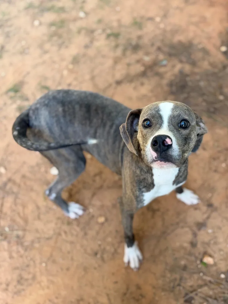 An adult medium-sized male Brindle Mixed Breed dog named Bowie for adoption in Summerdale, AL
