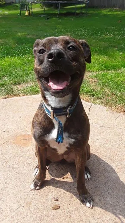 A senior medium-sized female Mixed Breed dog named Remi for adoption in Gwinn, MI