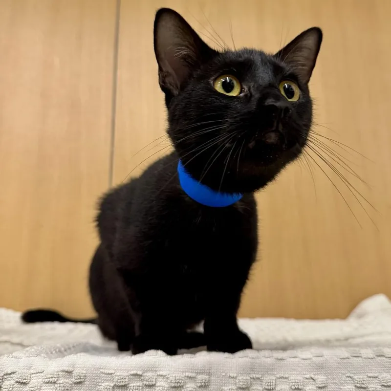 A young medium-sized male Black Domestic Short Hair cat named Charlie for adoption in Saint Louis, MO