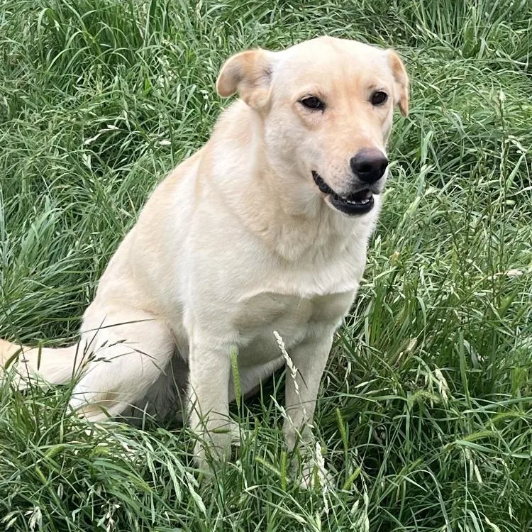 An adult medium-sized female Labrador Retriever dog named Nahla for adoption in Paradise, TX