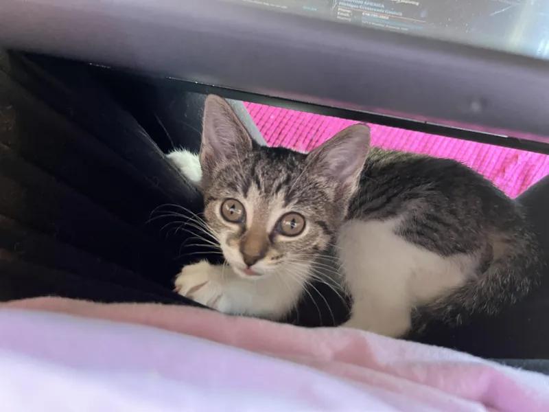 A baby medium-sized female Tabby (Buff / Tan / Fawn) Domestic Short Hair cat named Cardigan for adoption in Hudsonville, MI