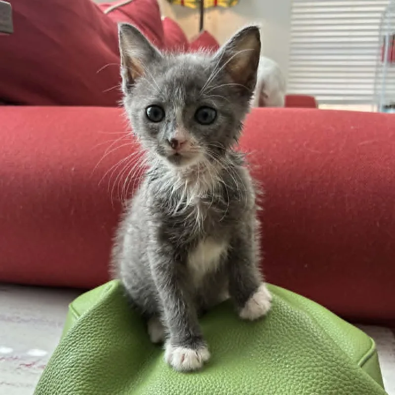 A baby small-sized female Gray / Blue / Silver Domestic Short Hair cat named Blue for adoption in Columbus, GA
