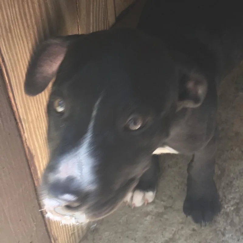 An adult medium-sized female Black Labrador Retriever dog named Half Pint for adoption in Irvington, AL