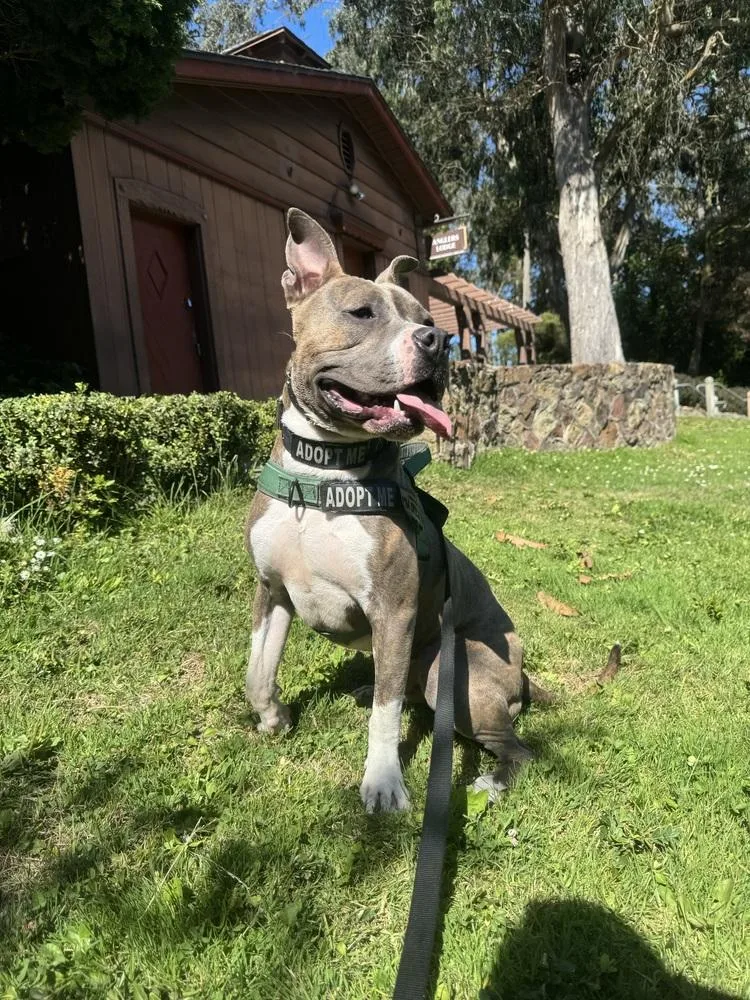 An adult medium-sized male Tricolor (Brown, Black, & White) American Bully dog named Ace for adoption in Pacifica, CA
