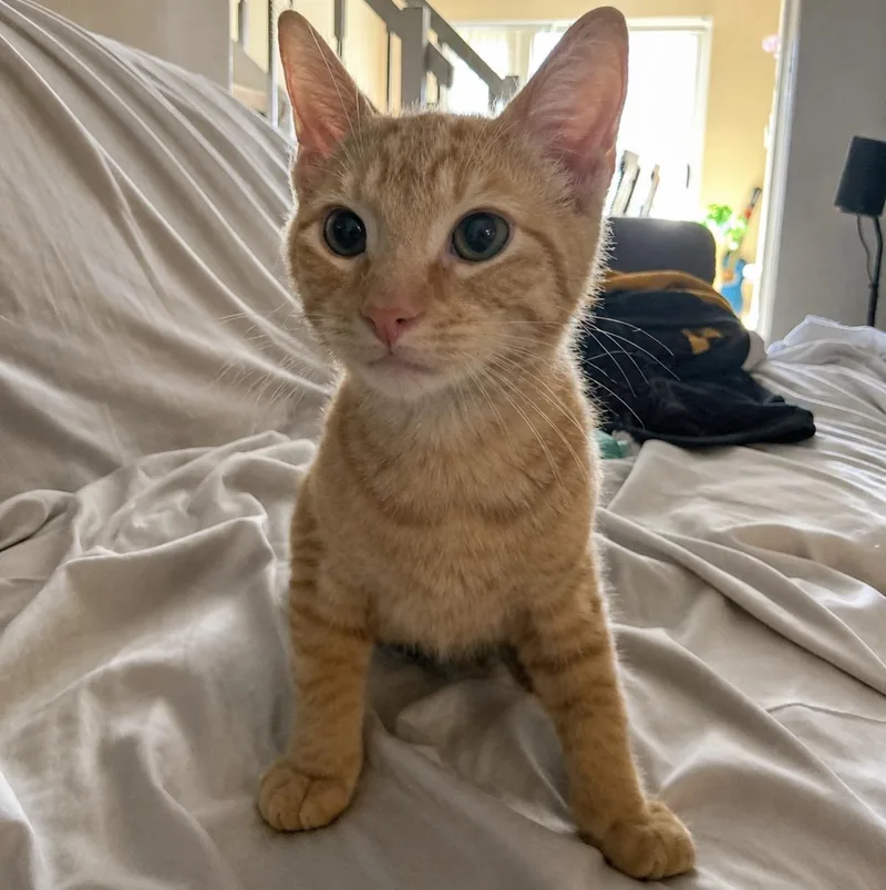 A baby medium-sized male Tabby (Orange / Red) Domestic Short Hair cat named Tiger for adoption in Maineville, OH