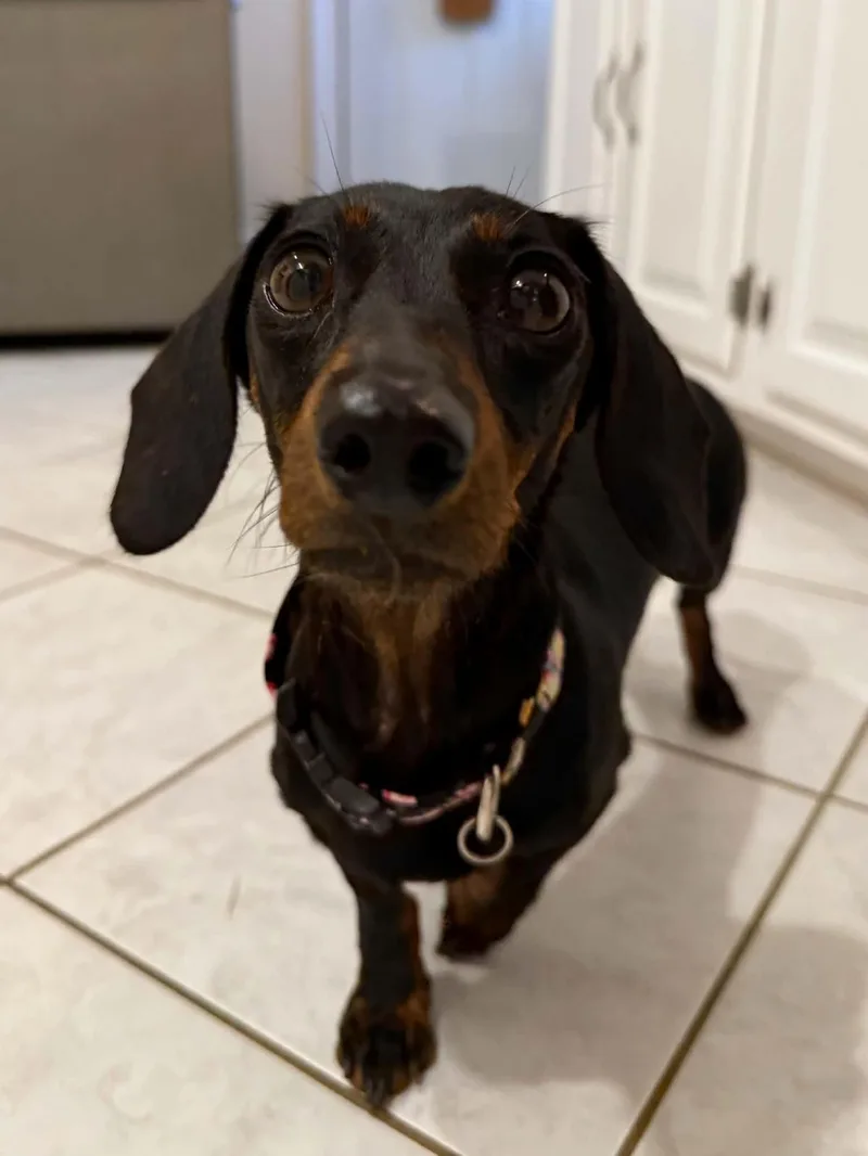 Pippa thumbnail 2