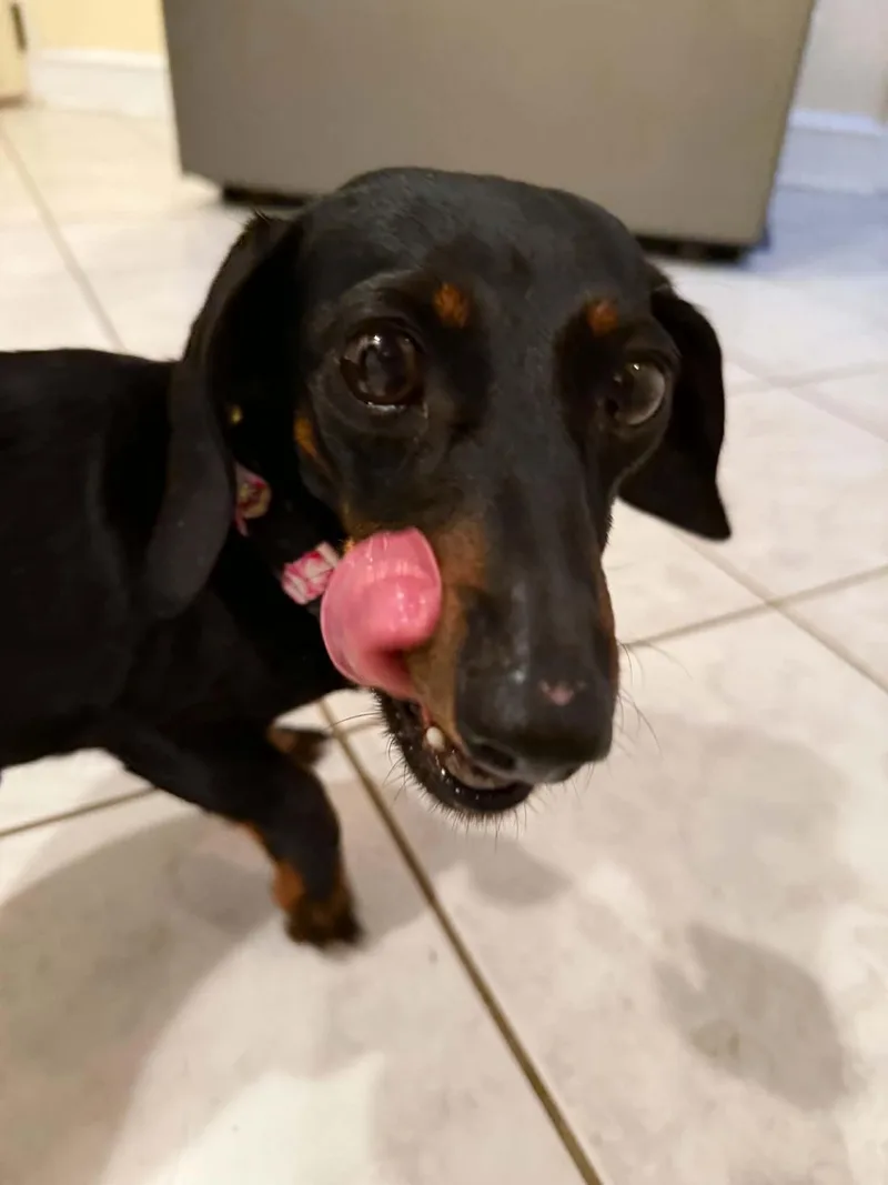 Pippa thumbnail 3
