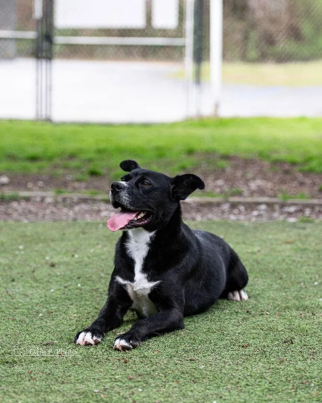 Bones  Cchs thumbnail 2