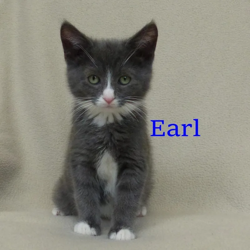 A young medium-sized male Black & White / Tuxedo Domestic Short Hair cat named Earl for adoption in Rochester, NY