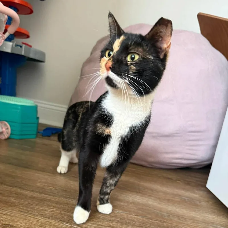 An adult medium-sized female Tortoiseshell Domestic Short Hair cat named Chamomile for adoption in Raeford, NC