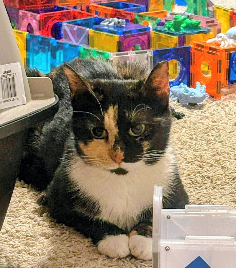 Chamomile thumbnail 2