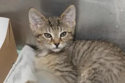 A young small-sized male Domestic Short Hair cat named B Koala Bear for adoption in North Charleston, SC