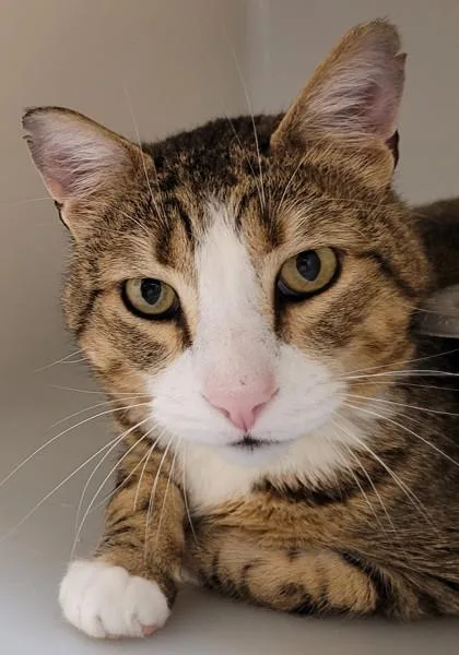 An adult extra large-sized male Domestic Short Hair cat named Alexander for adoption in Kalispell, MT
