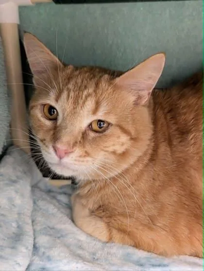 An adult large-sized male Domestic Medium Hair cat named Henry for adoption in Mason, MI