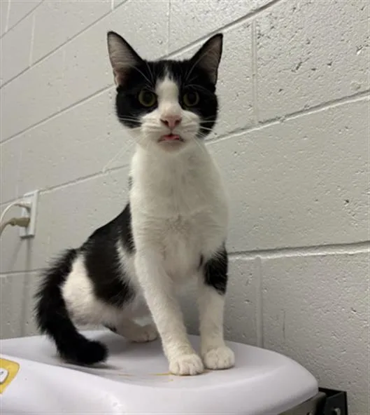 A young medium-sized female Domestic Short Hair cat named Indy for adoption in Indianapolis, IN