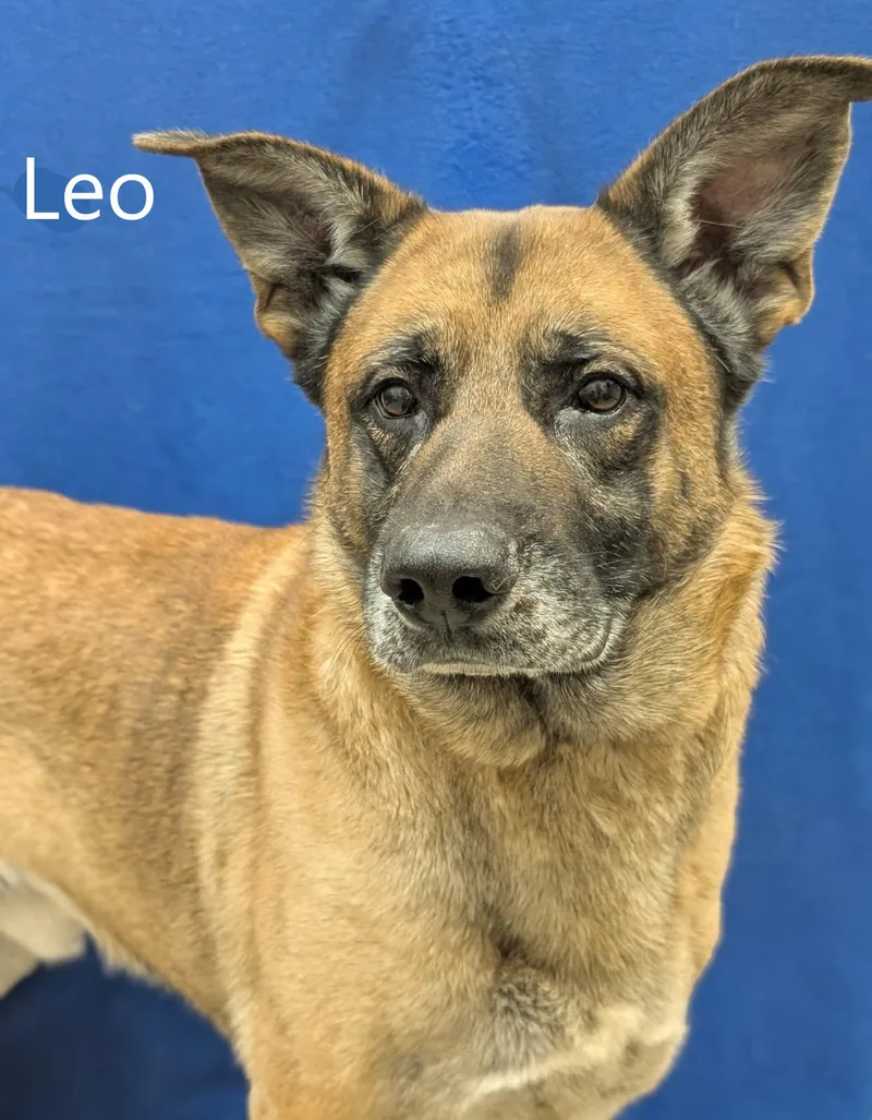 Leo