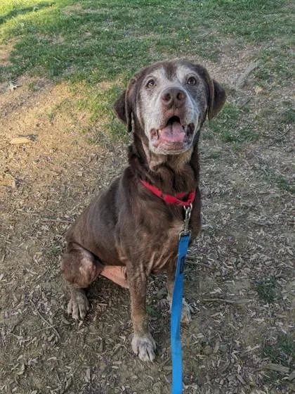 An adult medium-sized male Mixed Breed dog named Rocky Road for adoption in Fairfax, VA