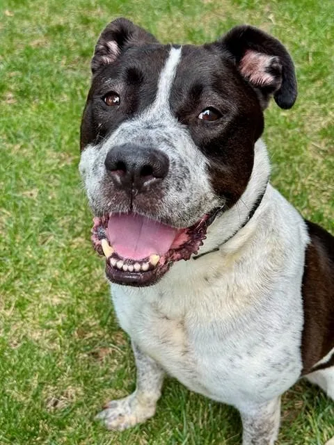 An adult large-sized male Australian Cattle Dog / Blue Heeler dog named Melvin for adoption in Olivette, MO