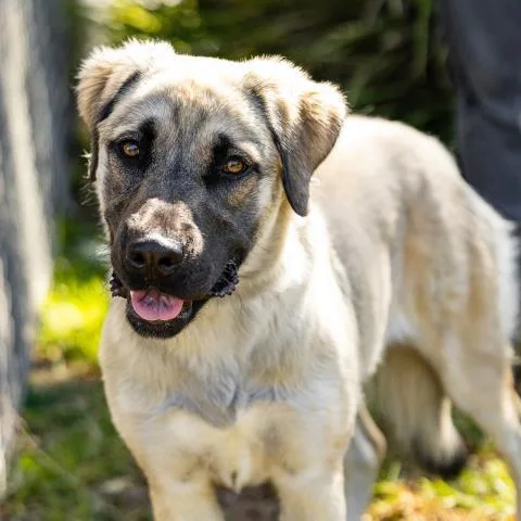 A young large-sized female Anatolian Shepherd dog named Ducky for adoption in Camarillo, CA
