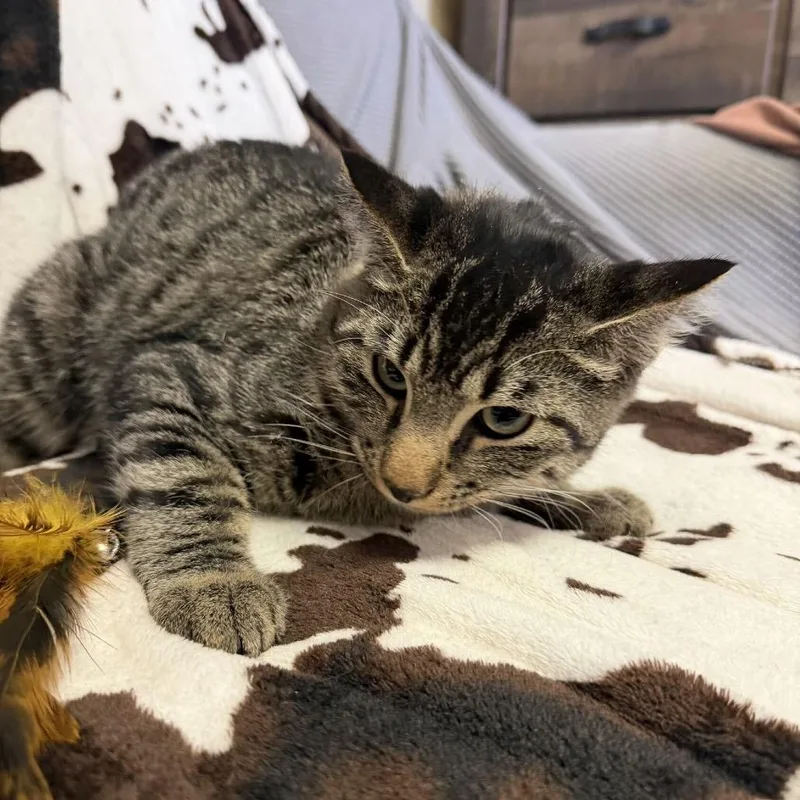A young medium-sized male Black Domestic Short Hair cat named Trout for adoption in Buffalo, MN