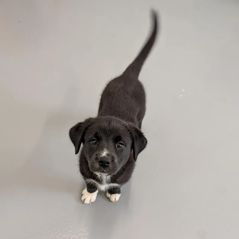 Atom Eve thumbnail 2