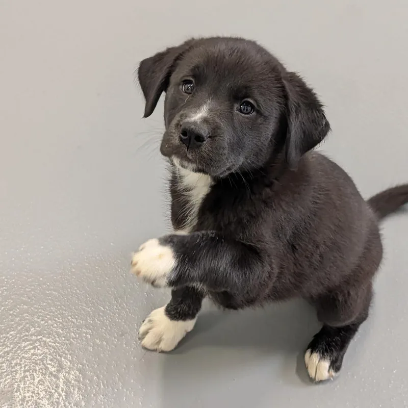 Atom Eve thumbnail 3