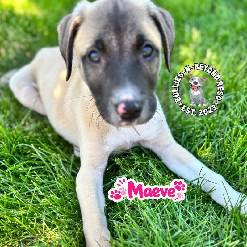 A baby large-sized female Mixed Breed dog named The M Litter; Maeve for adoption in Omaha, NE