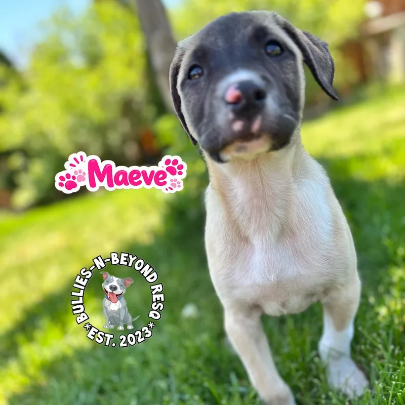 The M Litter; Maeve thumbnail 3