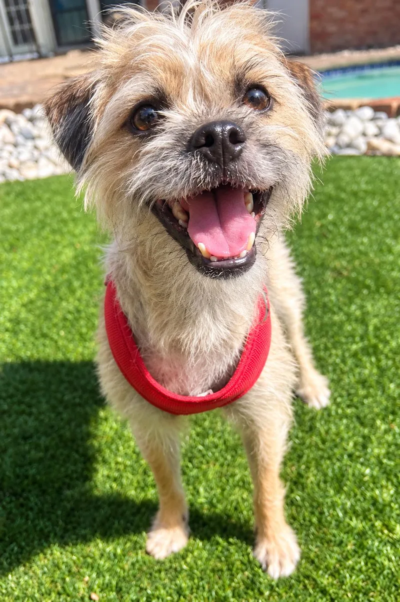 A baby small-sized female Brussels Griffon dog named Aurora for adoption in Dallas, TX