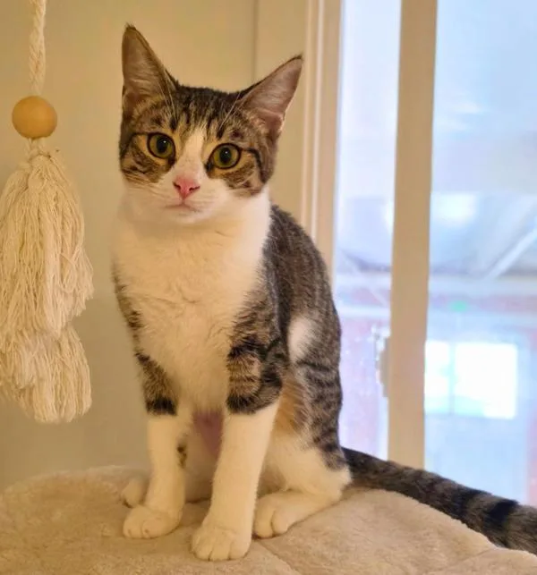 A young small-sized female Domestic Short Hair cat named Amora for adoption in Novato, CA