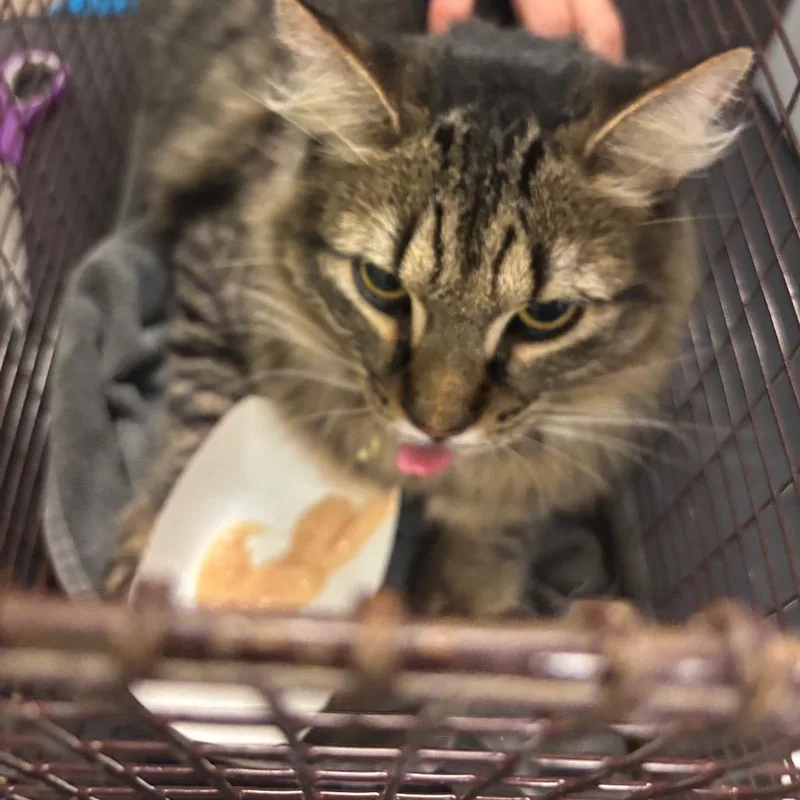 An adult large-sized male Domestic Short Hair cat named Jinx for adoption in Chicago, IL