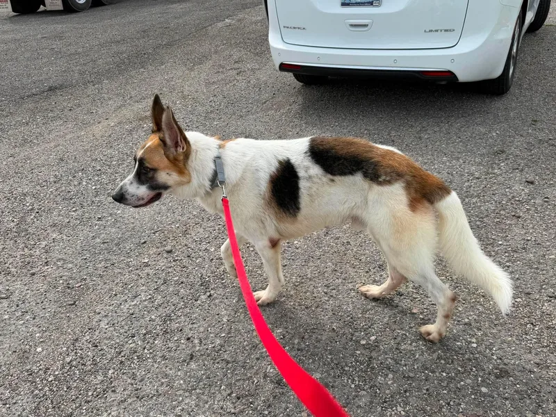 A young large-sized male German Shepherd Dog dog named Panda for adoption in Plummer, ID