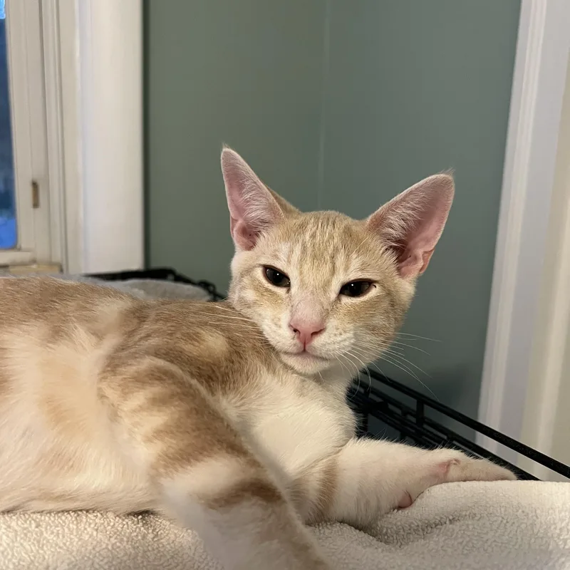 A baby large-sized male Buff / Tan / Fawn Domestic Short Hair cat named Mango for adoption in Berkeley Heights, NJ