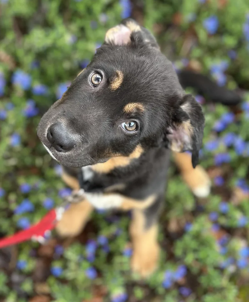 A young large-sized male Australian Shepherd dog named Theo for adoption in Tigard, OR