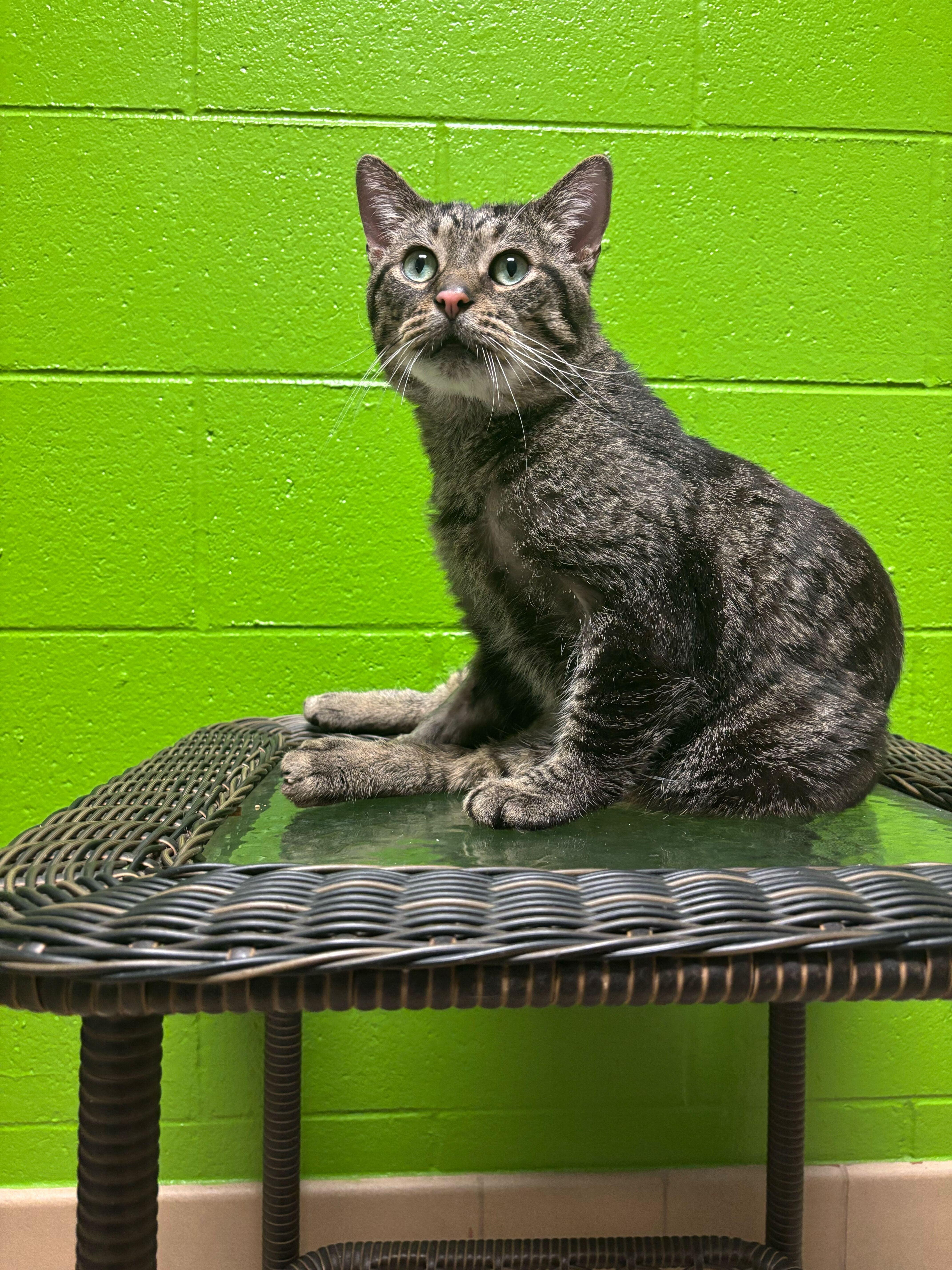 Chris Kringle thumbnail 2