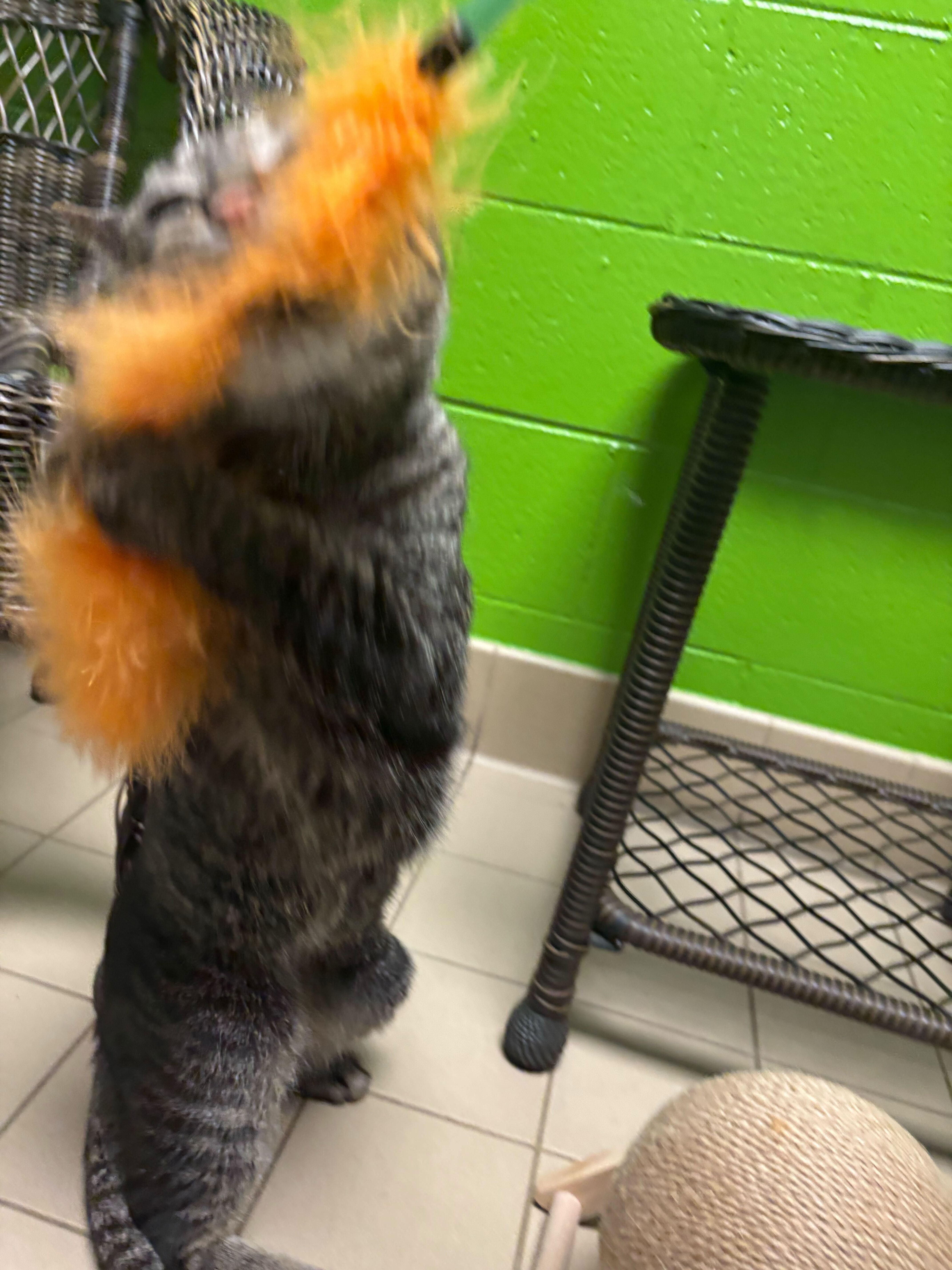 Chris Kringle thumbnail 3