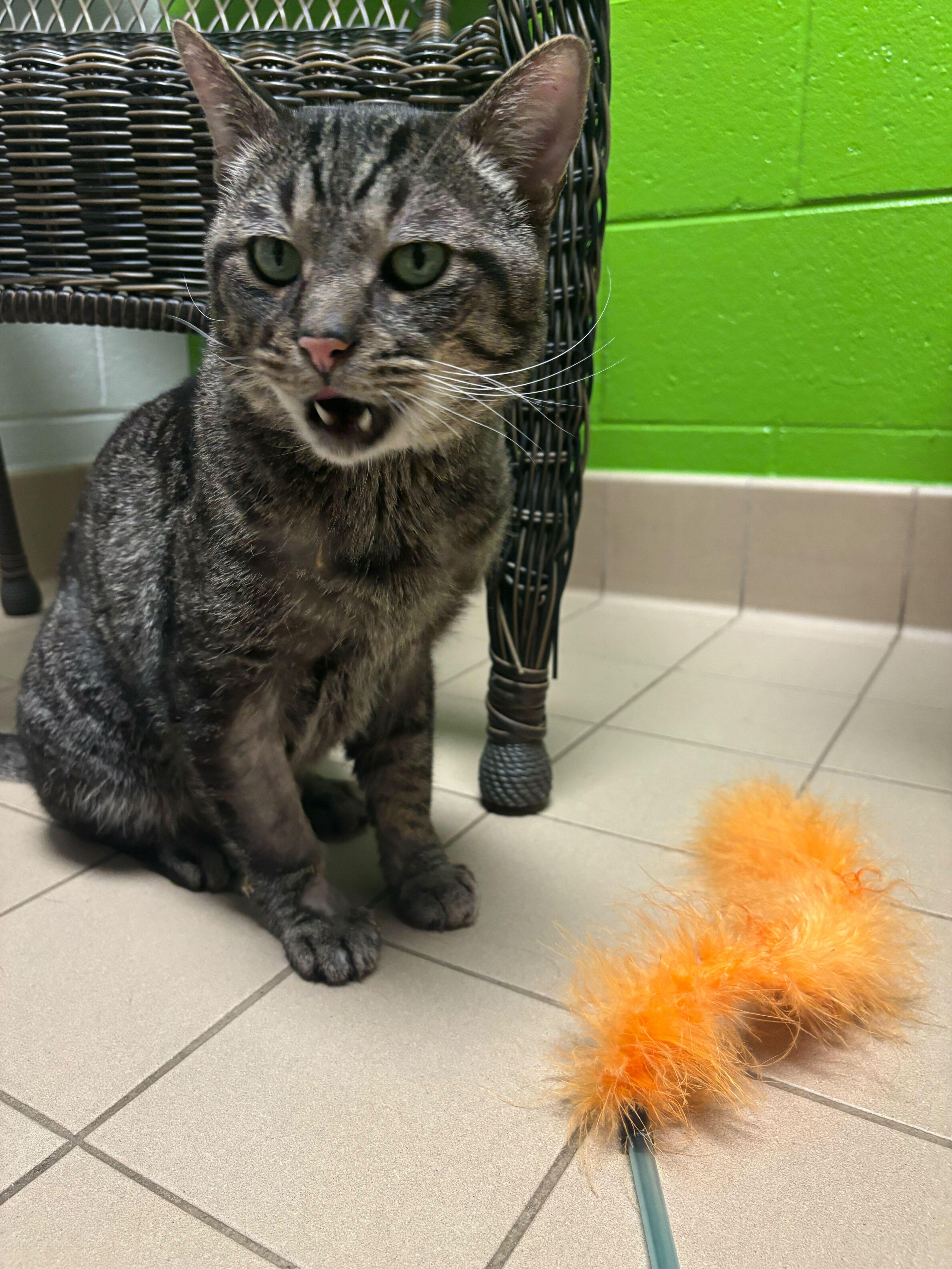 Chris Kringle thumbnail 5