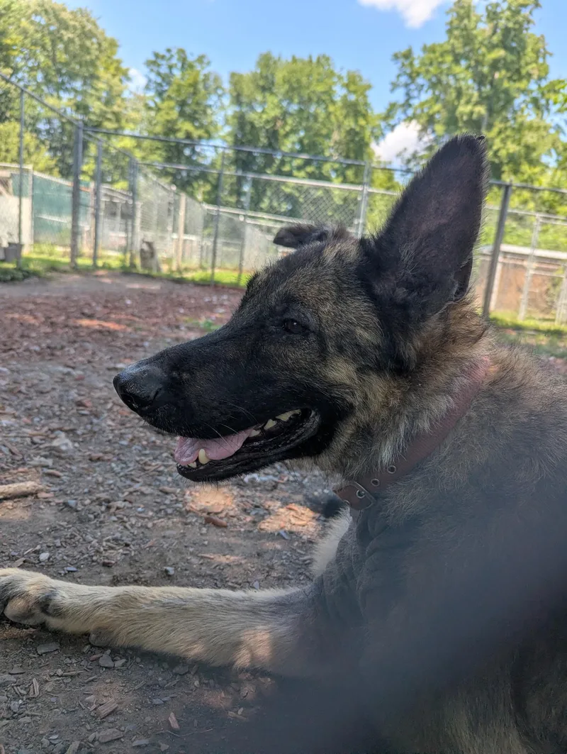 An adult large-sized male Black German Shepherd Dog dog named Axel for adoption in New Windsor, NY