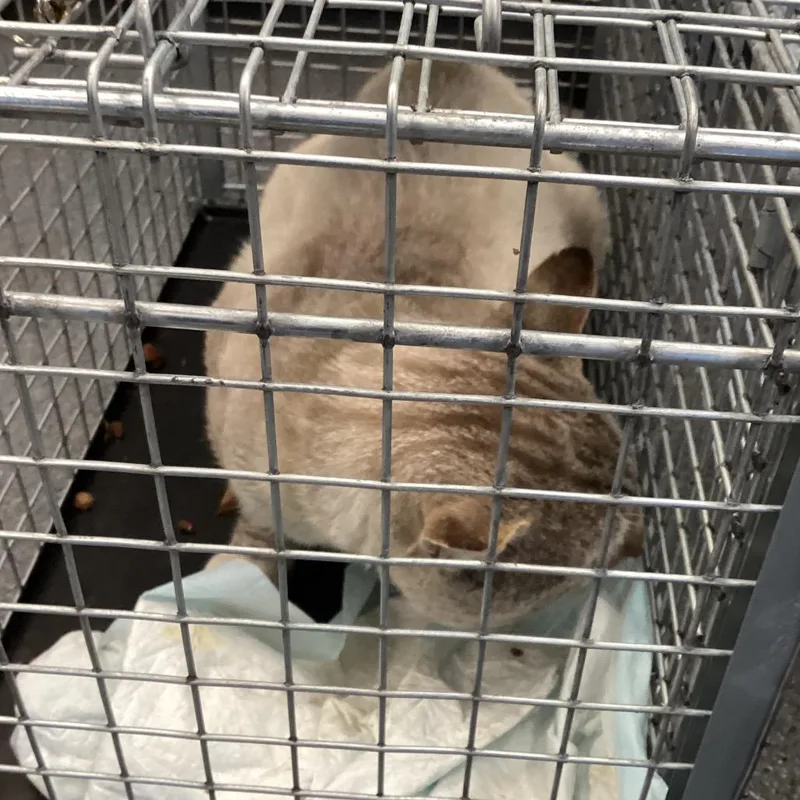 An adult small-sized male Siamese cat named Loudmouth for adoption in Montgomery, AL
