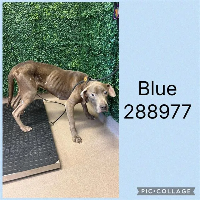 Blue
