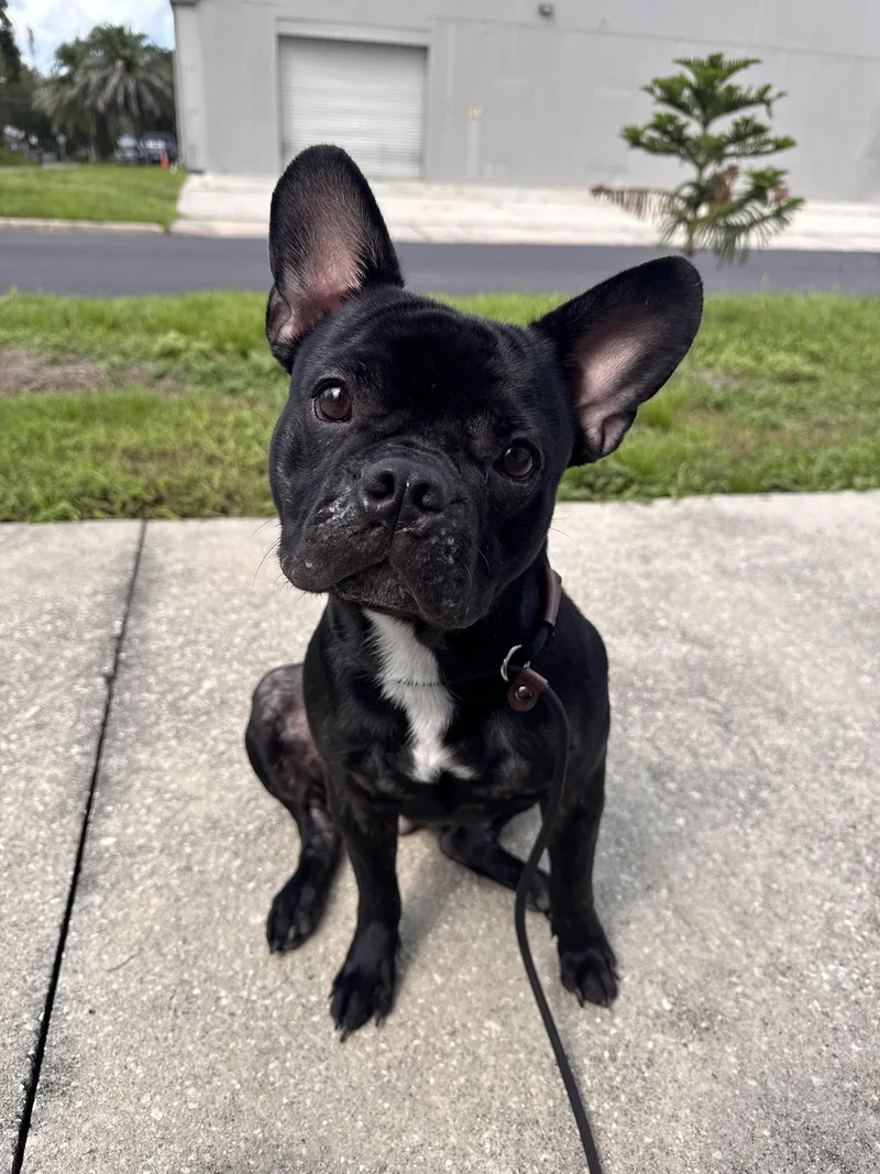 A young small-sized male French Bulldog dog named Twister for adoption in Sanford, FL
