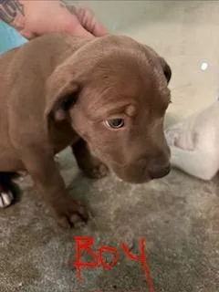 A baby small-sized male Mixed Breed dog named Toby for adoption in Lafayette, TN