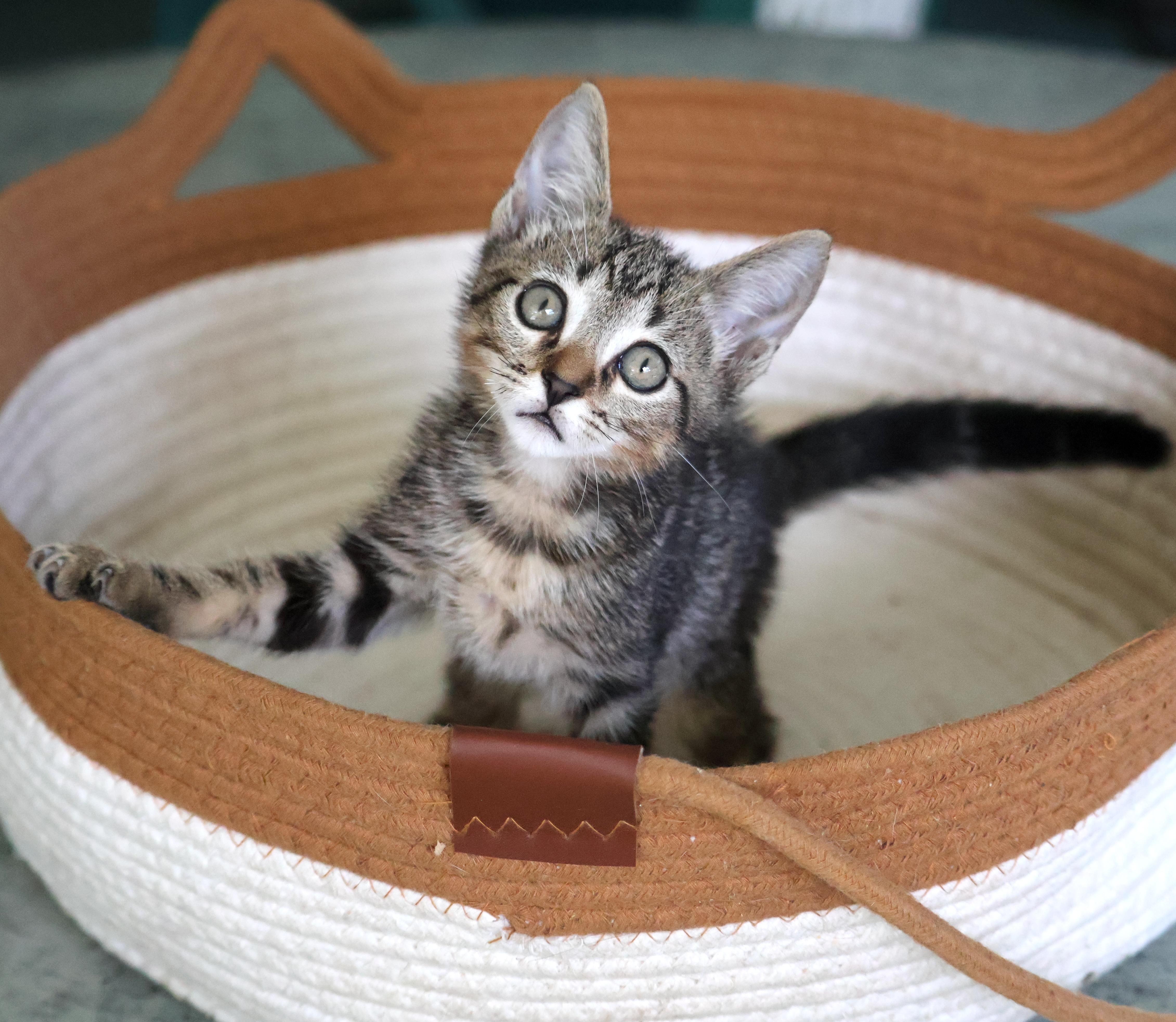 A baby medium-sized male Tabby (Buff / Tan / Fawn) Tabby cat named Ss Clark Bar for adoption in Homestead, FL