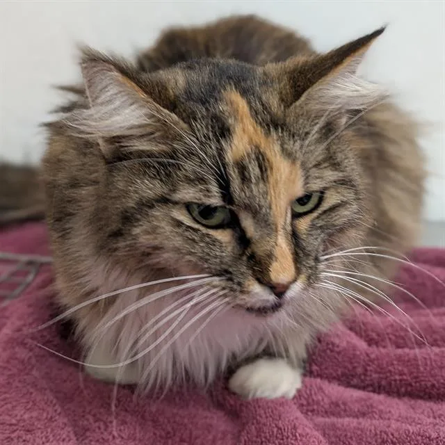 An adult large-sized female Domestic Long Hair cat named Louscious for adoption in Camarillo, CA